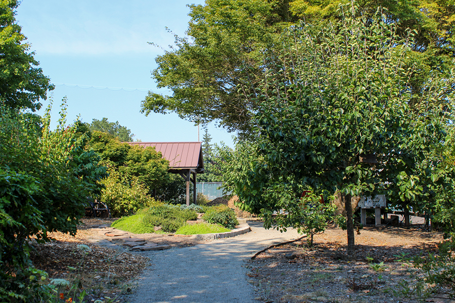 Richard Kelley Learning & Healing Garden A winding path through a lush garden, bordered by trees and shrubs, leads to a shaded gazebo under a clear blue sky.