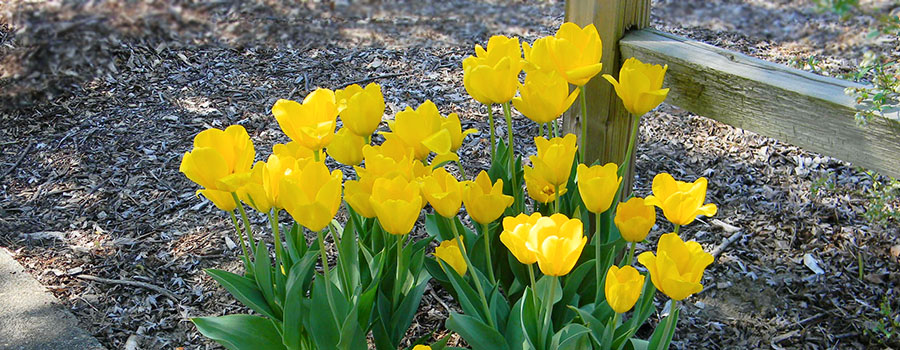 Richard Kelley Learning & Healing Garden