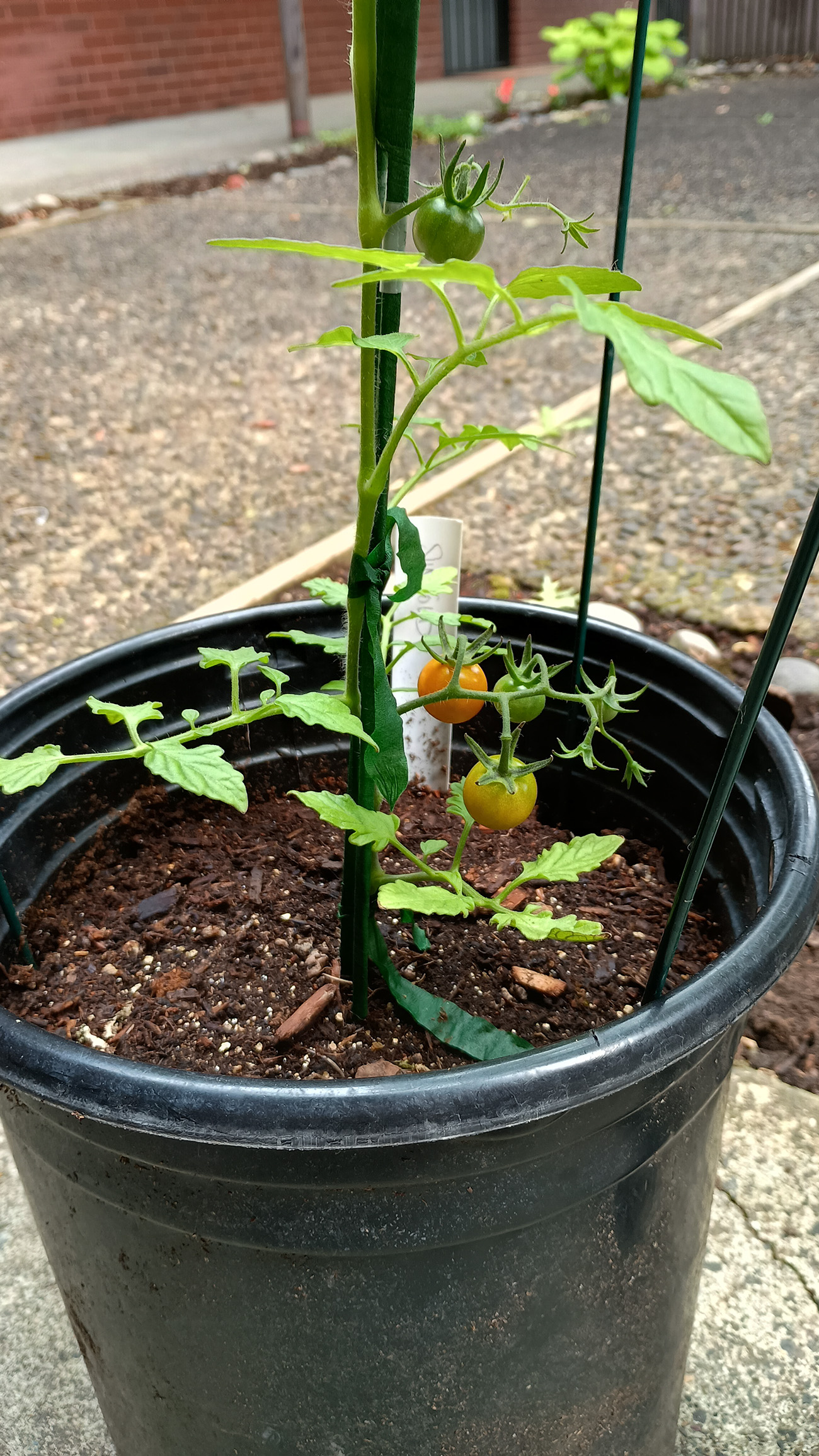 Cherry Tomato Plant A young cherry tomato plant grows in a black plastic pot, showing small green and ripening orange tomatoes on its vines