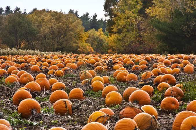 A field filled with large orange pumpkins