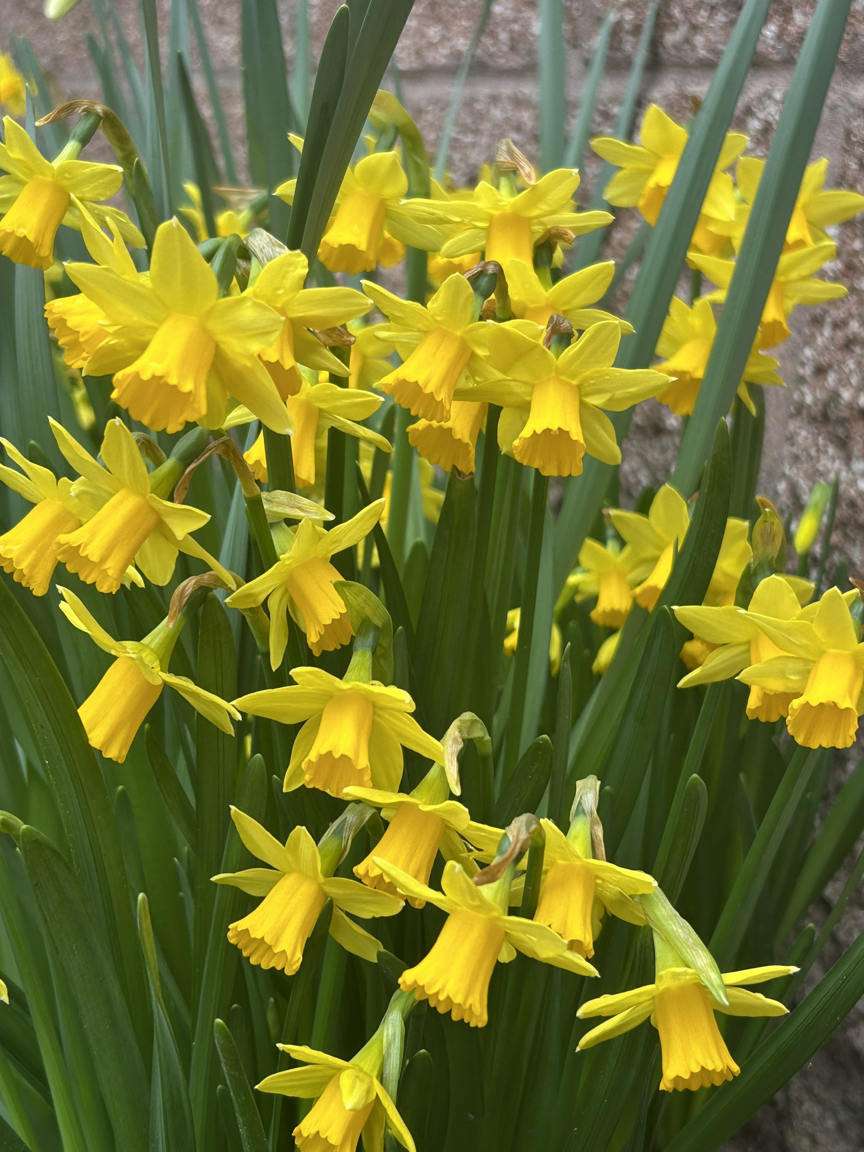 Daffodils in the Spring on the LCC Campus