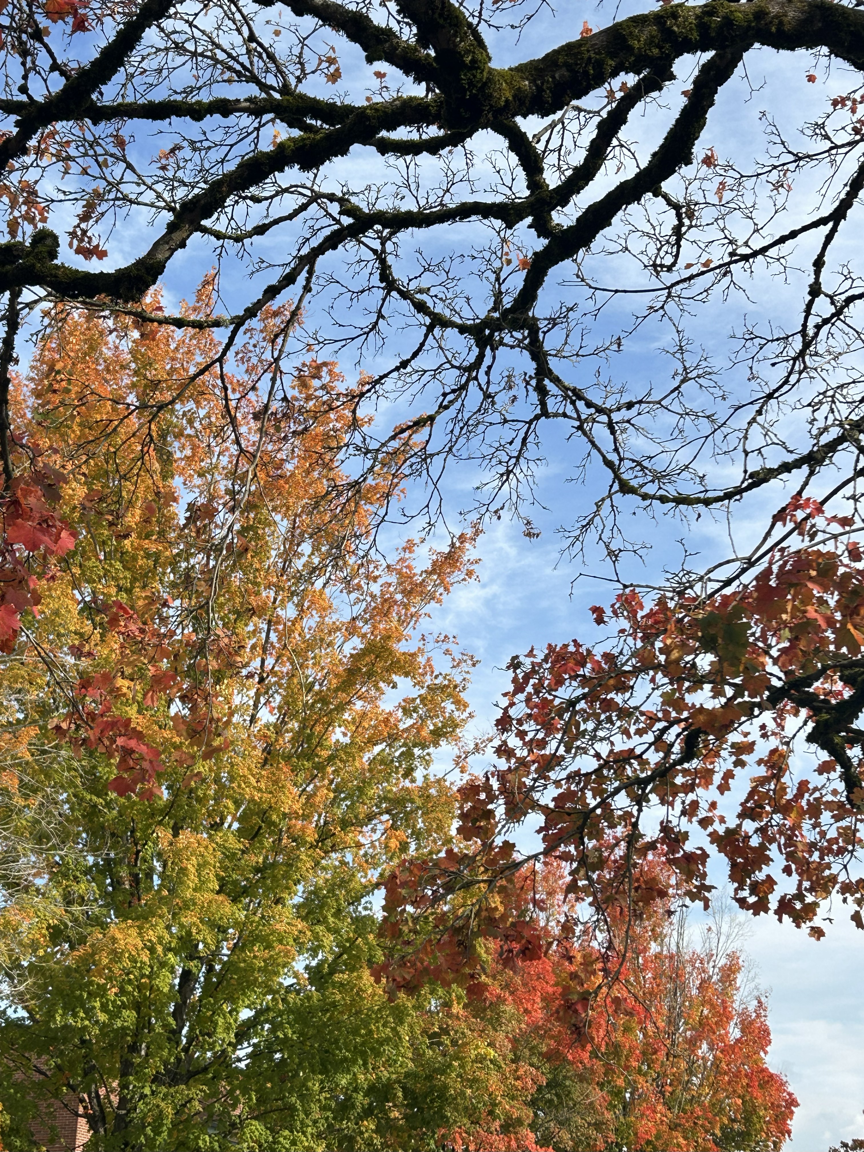 Red and orange longview foliage in the fall