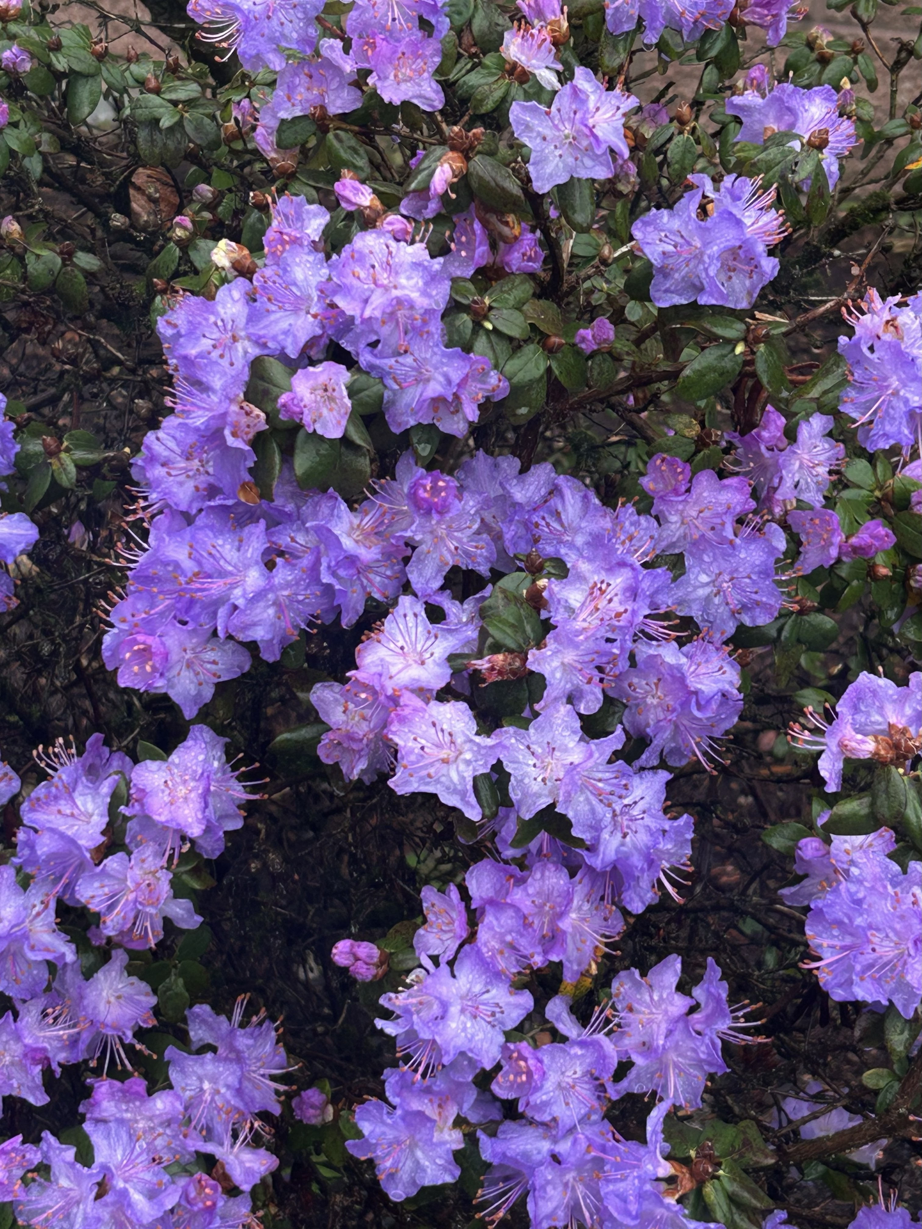 Purple Hydrangea flowers in the spring time