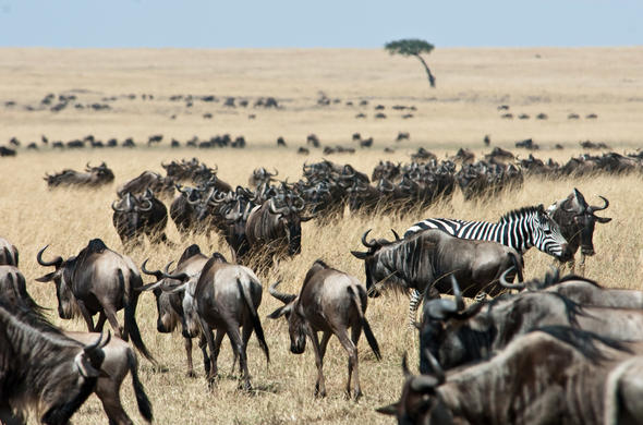 heart of african animals grazing