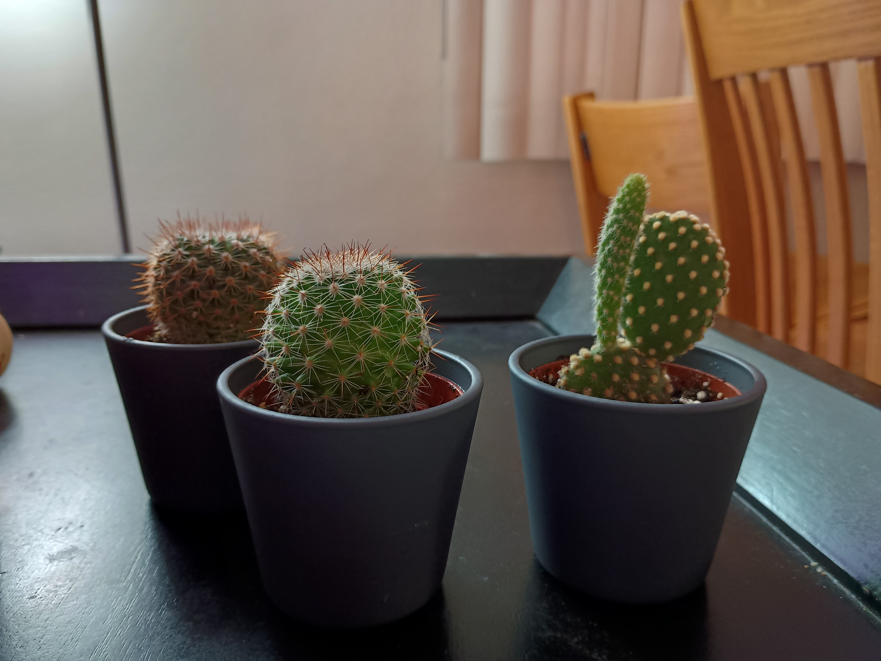 3 small cacti in black pots
