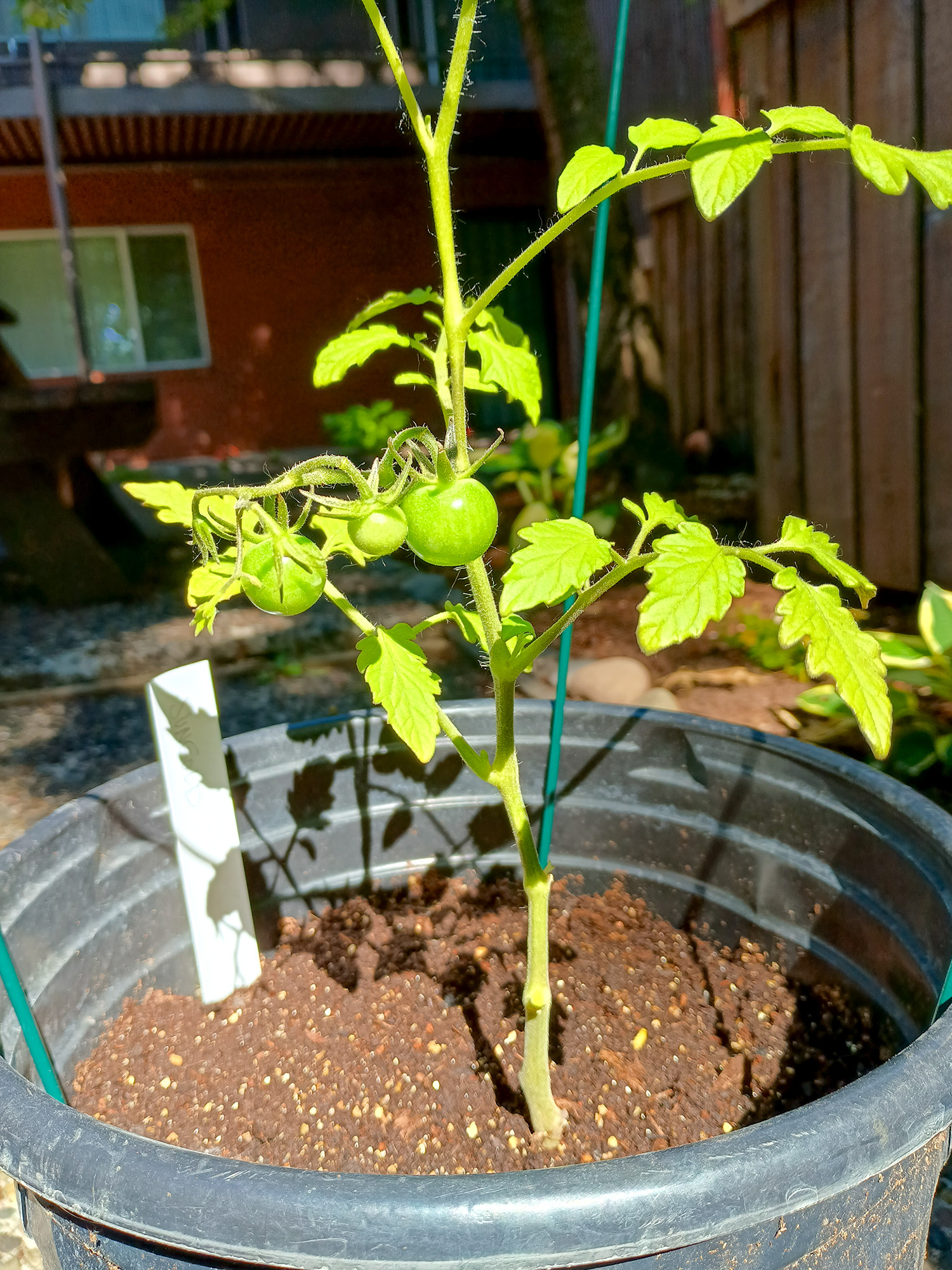 a potted sungold tomato in it's unripe green state