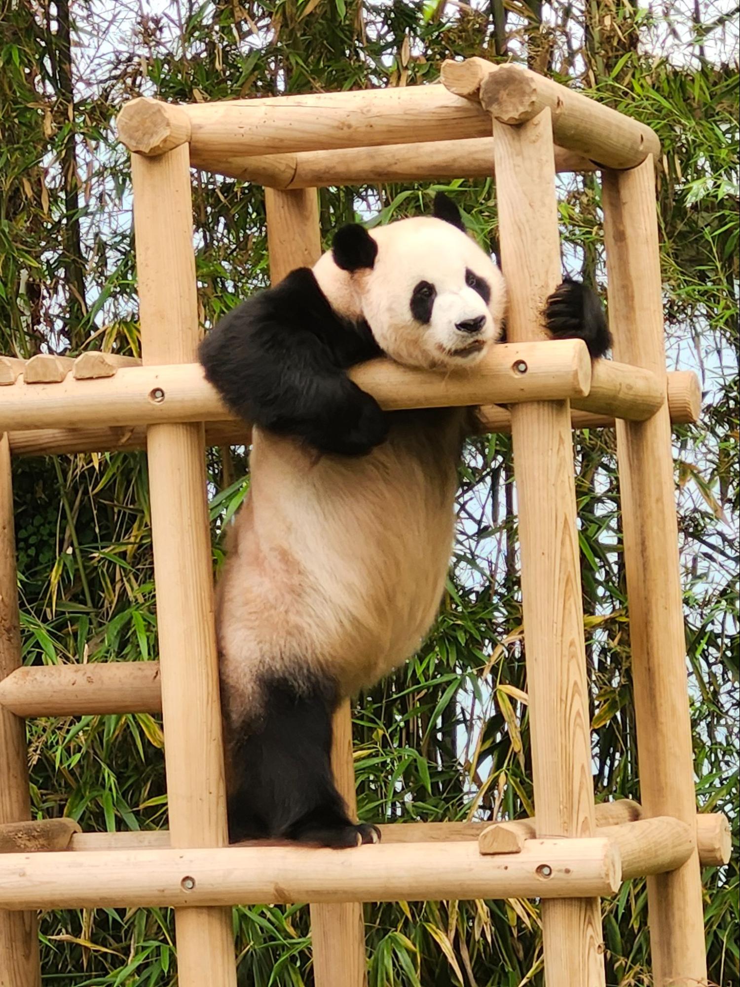 A close-up of a giant panda resting on a wooden climbing structure at Everland’s Panda World. The panda is leaning its head against a log, looking toward the camera with a relaxed expression. Dense green bamboo stalks fill the background, providing a naturalistic setting.