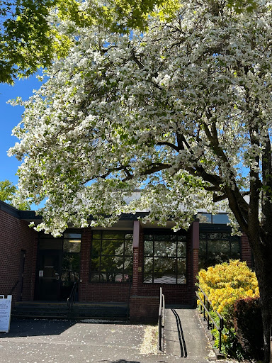 Tree with white blossoms in the summer